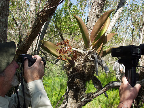 Trichocentrum luridum (Mule-Ear orchid) habitat