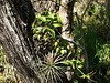 Prosthechea boothiana (Dollar orchid) habitat