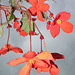 Begonias against the grey sky