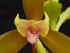 Lycaste schilleriana var. rosea (detail)