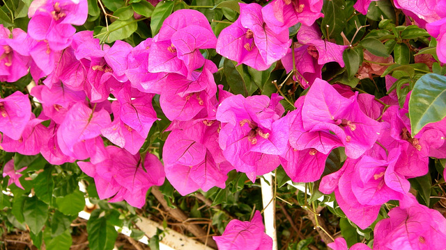 Bougainvillier.