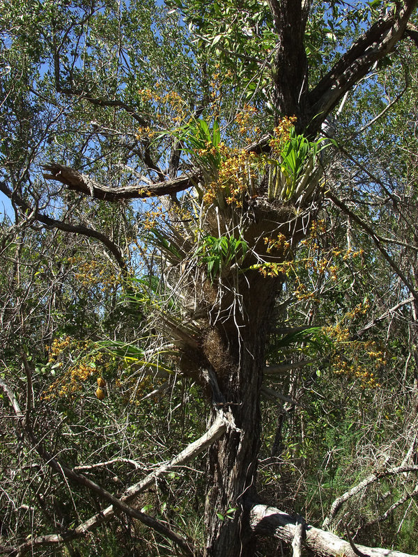 Cyrtopodium punctatum (Cigar orcid or Cowhorn orchid) habitat