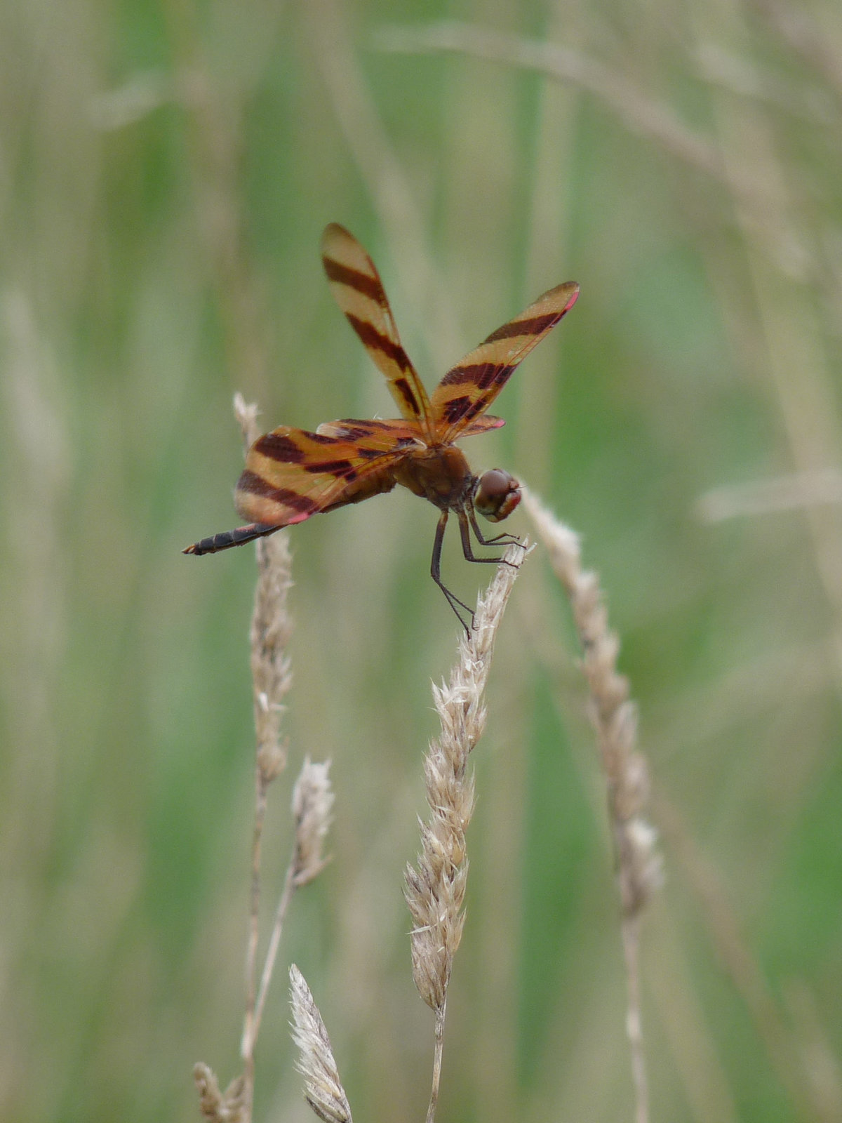 striped dragonfly