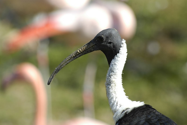 Ibis à cou de paille.