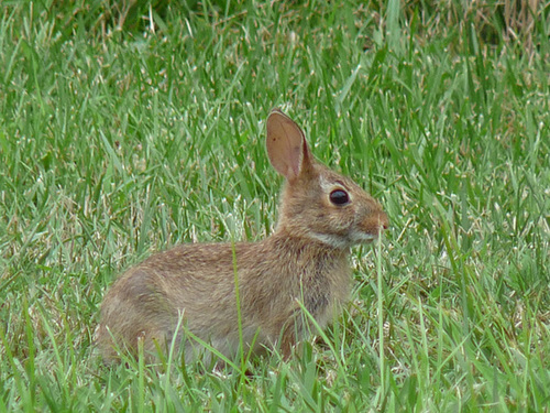 bun