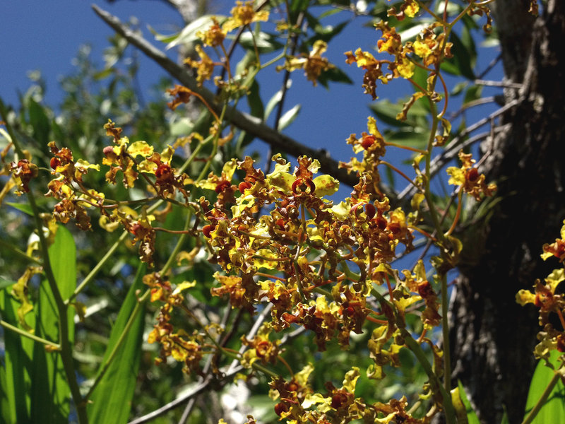 Cyrtopodium punctatum (Cigar orcid or Cowhorn orchid)