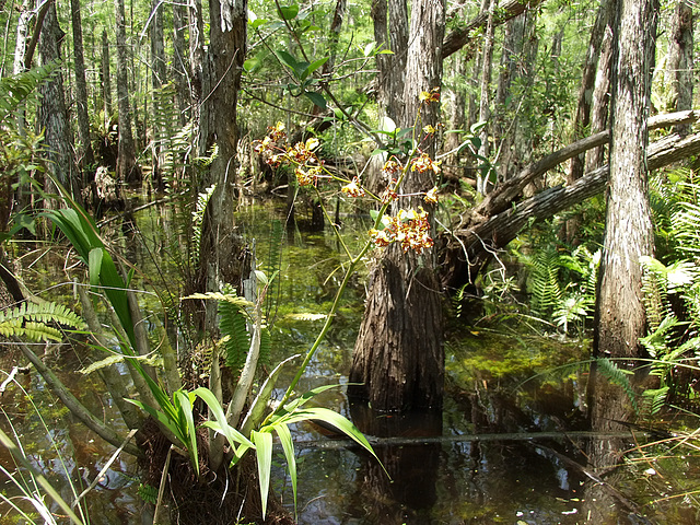 Cyrtopodium punctatum (Cigar orcid or Cowhorn orchid) habitat