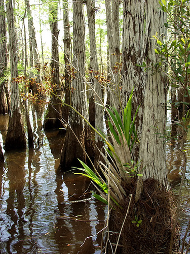 Cyrtopodium punctatum (Cigar orcid or Cowhorn orchid) habitat