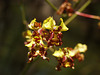 Cyrtopodium punctatum (Cigar orcid or Cowhorn orchid)