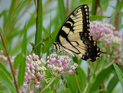 swallowtail