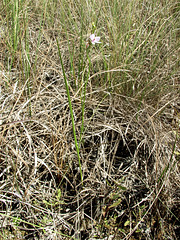 Calopogon simpsonii (Simpson's Grass-Pink orchid) habitat