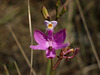 Calopogon simpsonii (Simpson's Grass-Pink orchid)