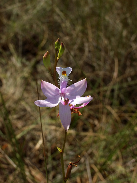 Calopogon simpsonii (Simpson's Grass-Pink orchid)