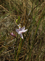 Calopogon simpsonii (Simpson's Grass-Pink orchid) habitat