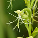 Platanthere lacera (Ragged Fringed orchid)