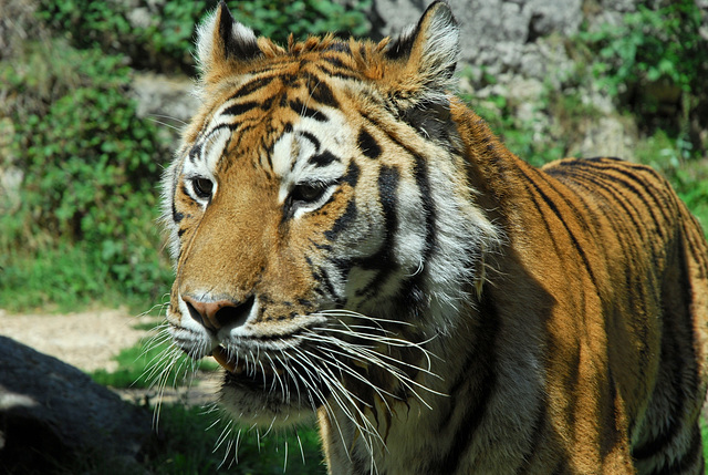 BESANCON: Un tigre de sibérie de la citadelle.