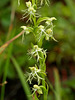Platanthere lacera (Ragged Fringed orchid)