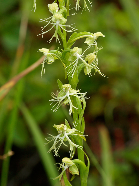 Platanthere lacera (Ragged Fringed orchid) Platanthere lacera (Ragged Fringed orchid)