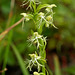 Platanthere lacera (Ragged Fringed orchid)