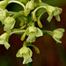 Gymnadeniopsis clavellata (Club Spur orchid)