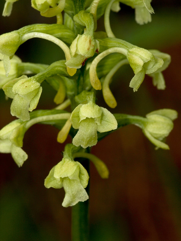 Gymnadeniopsis clavellata (Club Spur orchid)