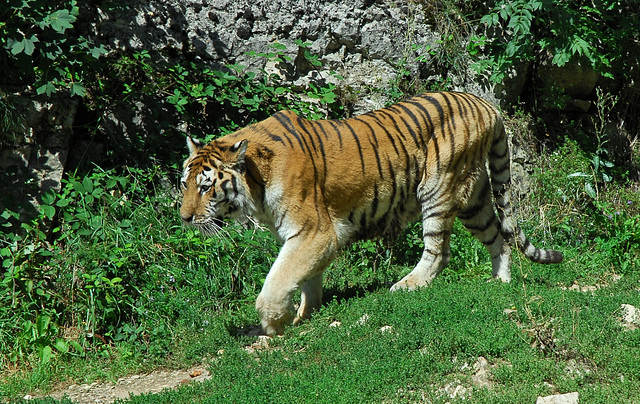 BESANCON: Un tigre de sibérie de la citadelle.