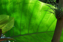 NICE: Parc Phoenix: une feuille en contre-jour.