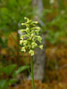 Gymnadeniopsis clavellata (Club Spur orchid)