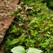 Neottia smallii (Kidney Leaf Twayblade orchid)