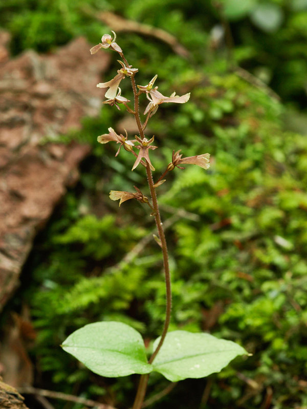 Neottia smallii (Kidney Leaf Twayblade orchid)