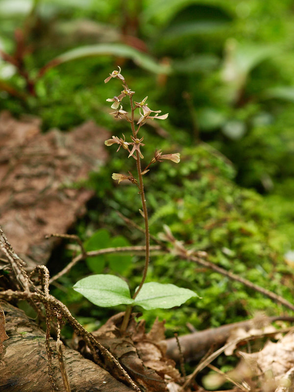 Neottia smallii (Kidney Leaf Twayblade orchid)