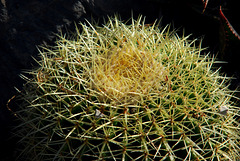 NICE: Parc Phoenix: Un cactus.