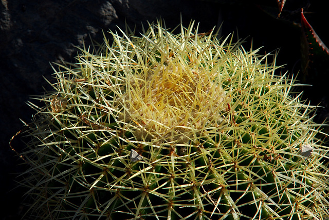 NICE: Parc Phoenix: Un cactus.