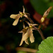 Neottia smallii (Kidney Leaf Twayblade orchid)