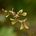 Neottia smallii (Kidney Leaf Twayblade orchid)