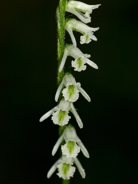 Spiranthes lacera var. lacera (Northern Slender Ladies'-tresses orchid)