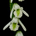 Spiranthes lacera var. lacera (Northern Slender Ladies'-tresses orchid)