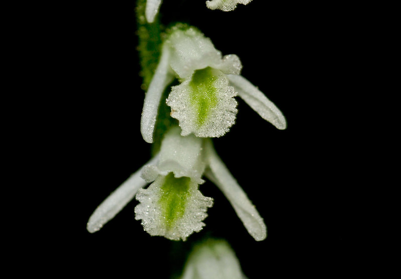 Spiranthes lacera var. lacera (Northern Slender Ladies'-tresses orchid)