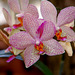 NICE: Parc Phoenix: Des orchidées.