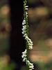 Spiranthes lacera var. lacera (Northern Slender Ladies'-tresses orchid)