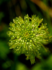 Malaxis unifolia (Green Adder's-mouth orchid)