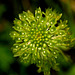 Malaxis unifolia (Green Adder's-mouth orchid)