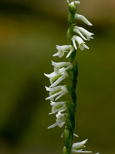 Spiranthes lacera var. lacera (Northern Slender Ladies'-tresses orchid)