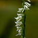 Spiranthes lacera var. lacera (Northern Slender Ladies'-tresses orchid)