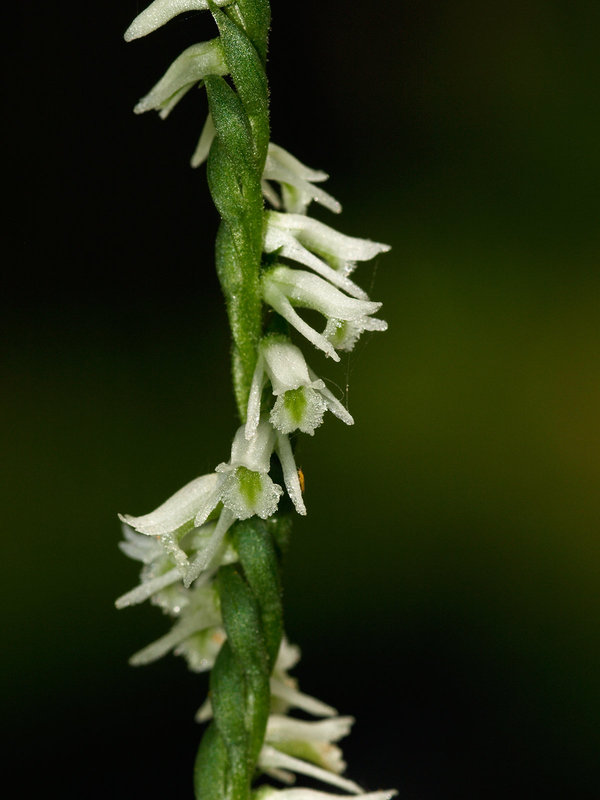 Spiranthes lacera var. lacera (Northern Slender Ladies'-tresses orchid)