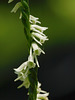 Spiranthes lacera var. lacera (Northern Slender Ladies'-tresses orchid)
