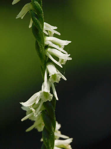 Spiranthes lacera var. lacera (Northern Slender Ladies'-tresses orchid)
