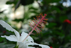 NICE: Parc Phoenix: Une fleur d'Ibiscus.