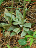Goodyera tesselata (Checkered Rattlesnake Plantain orchid)