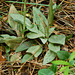 Goodyera tesselata (Checkered Rattlesnake Plantain orchid)